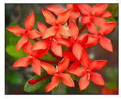 Santan Bracelet (New Version)
